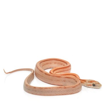 Stripe Corn Snake